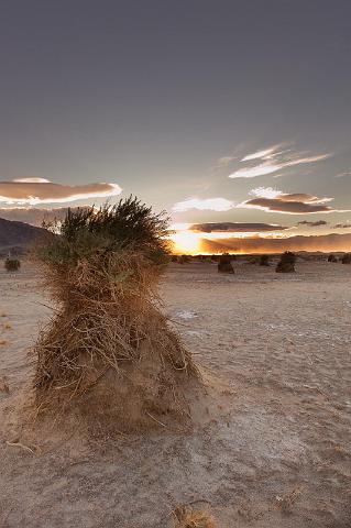 18 death valley, devil's cornfield.jpg